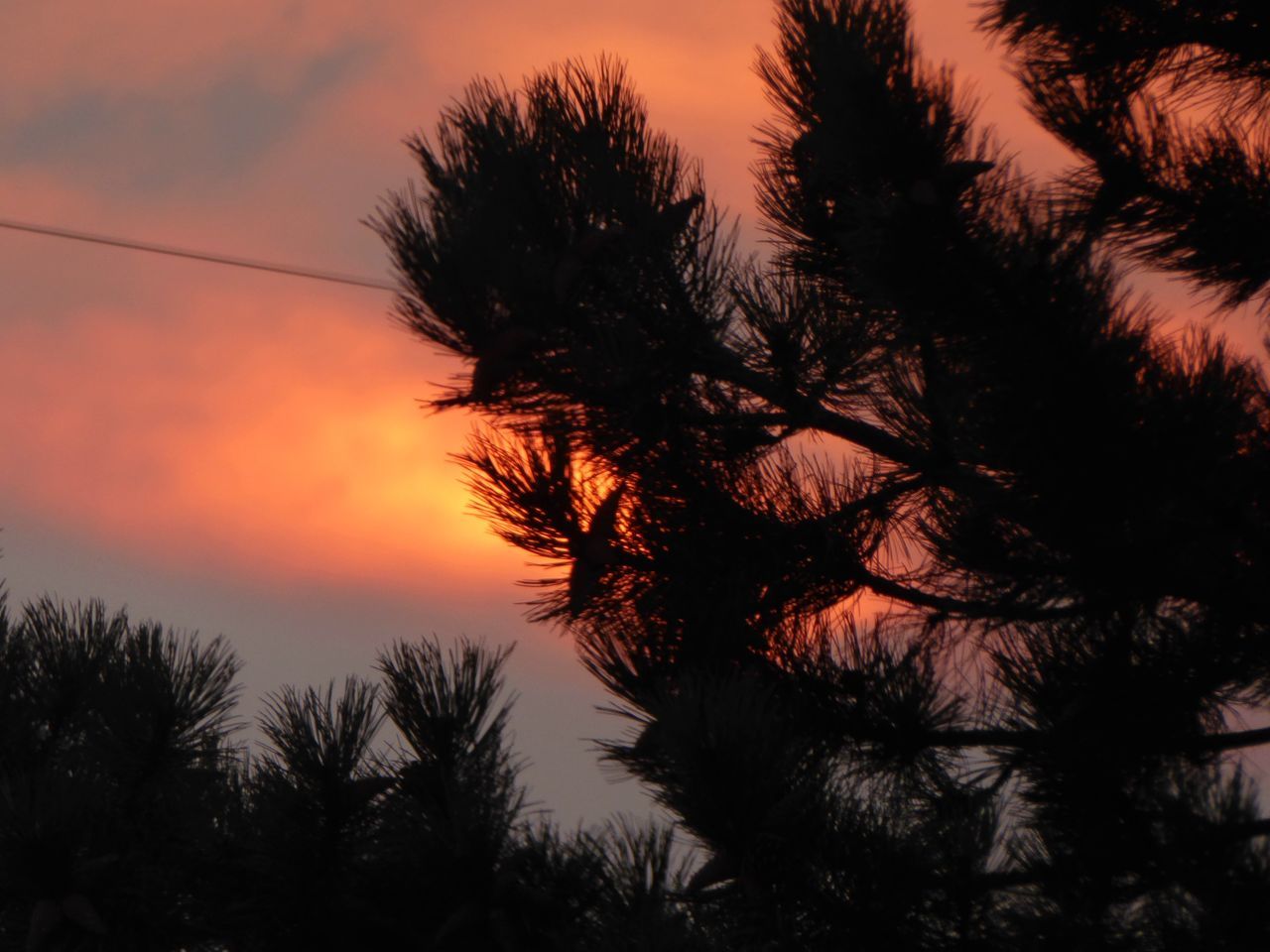 SILHOUETTE TREES AGAINST SKY