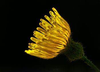 Close-up of flower over black background