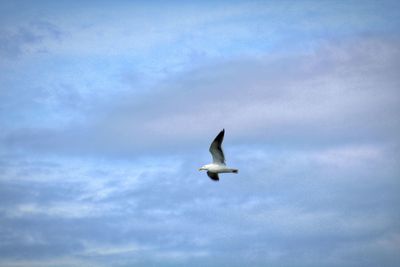 Low angle view of seagull flying against sky