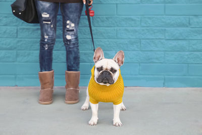 Portrait of french bulldog wearing yellow knit pullover