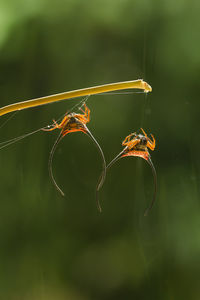 Close-up of insect on spider web