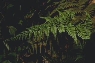 Close-up of fern leaves