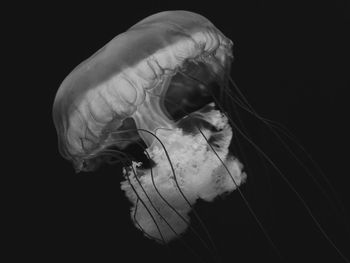 Pacific sea nettle in black and white.