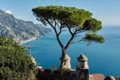 High angle view of tree by sea against sky