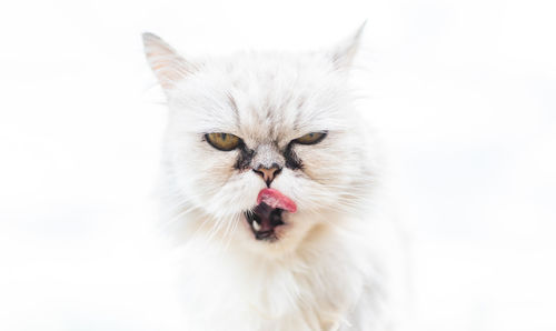 White persian cat with black tear stains under eyes. cat portrait in nature. cat eye care concept.