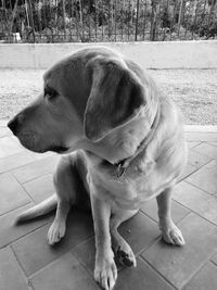 Close-up of dog sitting outdoors