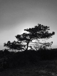 Silhouette tree in forest against clear sky