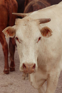 Close-up of cow