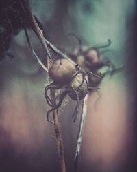 Close-up of plant against blurred background