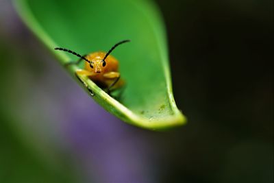 Close-up of insect on flower