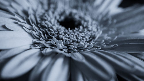 Full frame shot of flowering plant