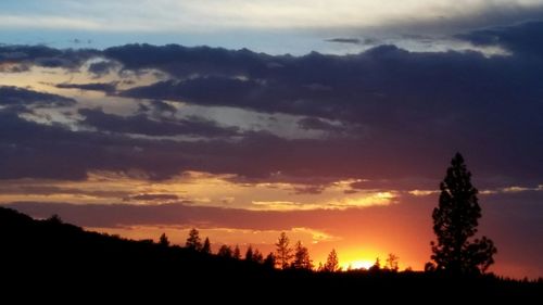 Silhouette of trees at sunset