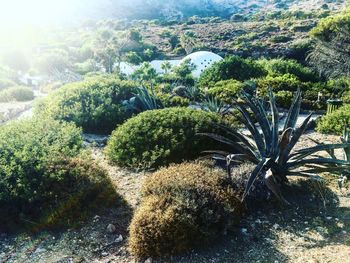 High angle view of trees on land