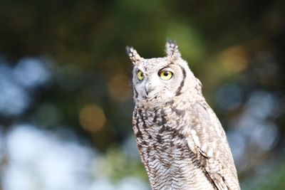 Close-up of a bird