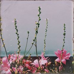 Close-up of pink flowers