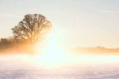 Bare tree on snowy landscape against sky during sunset