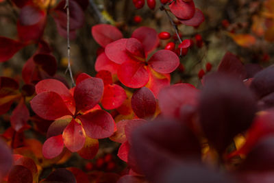 Close-up of red berries on tree