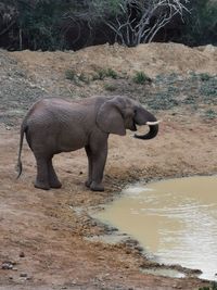 Side view of elephant drinking water