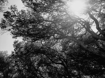 Low angle view of trees against sky