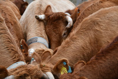 Flock of sheep grazing in pen