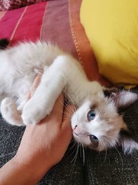 Full length of hand holding cat