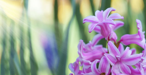 Close-up of pink flowering plants