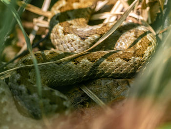 Close-up of snake