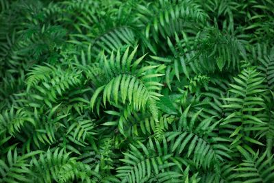 Full frame shot of fresh green plants