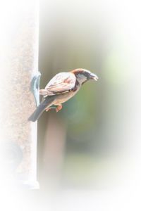 Close-up of bird perching on feeder