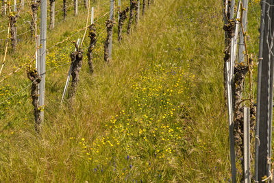 Plants growing on field