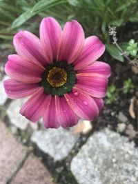 Close-up of pink flower