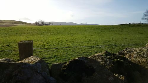 Scenic view of grassy field against sky