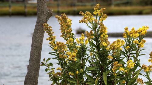 Close-up of yellow flowering plant against tree trunk