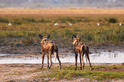 View of hyenas standing on field