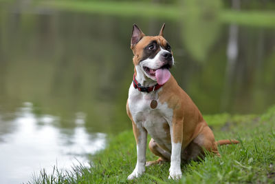 Dog looking away on field