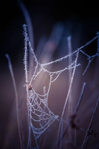 Close-up of spider on web at night