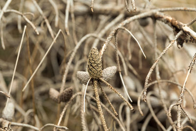 Close-up of dried plant on field during winter