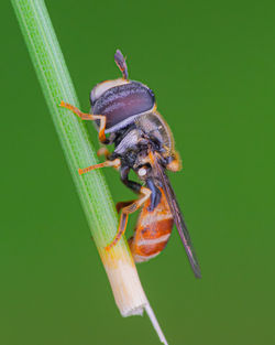 Hoverfly, paragus sp