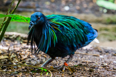 Close-up of a bird perching on a field