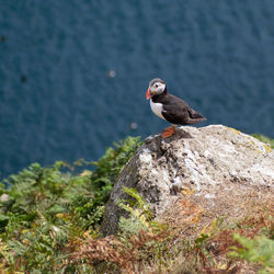 High angle view of bird perching on rock