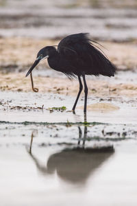 Close-up of bird perching on field