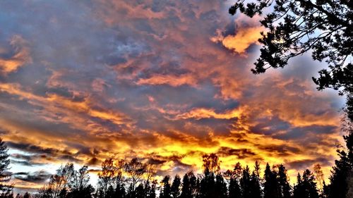 Low angle view of trees against dramatic sky