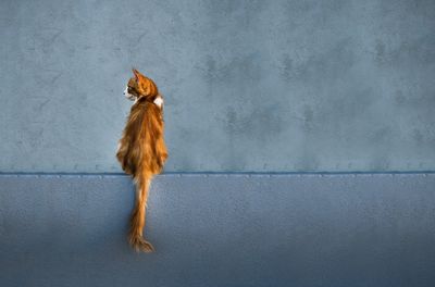 Cat looking away against wall