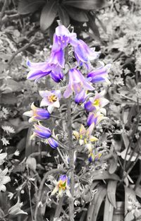 Close-up of purple flowers