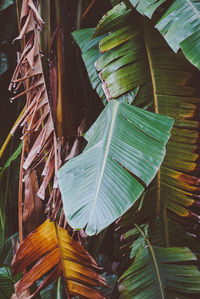 High angle view of leaves on wood