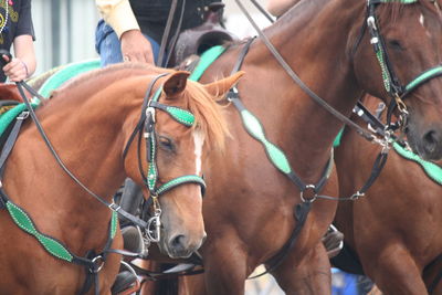 People riding horses on fourth of july independence day parade