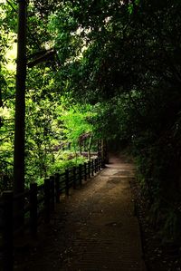 Walkway amidst trees