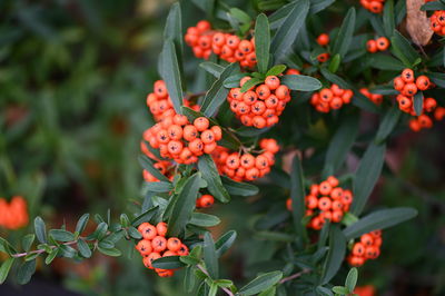 Close-up of red berries on plant