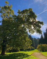 Trees on field against sky