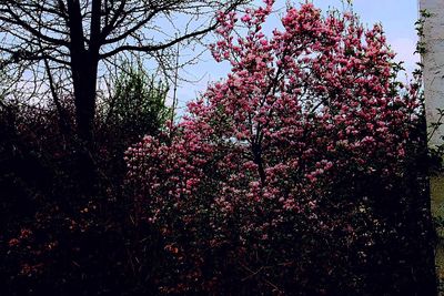 Low angle view of pink flowers on tree